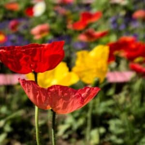 Photo Multiple implants