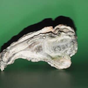 Photo Bone Graft